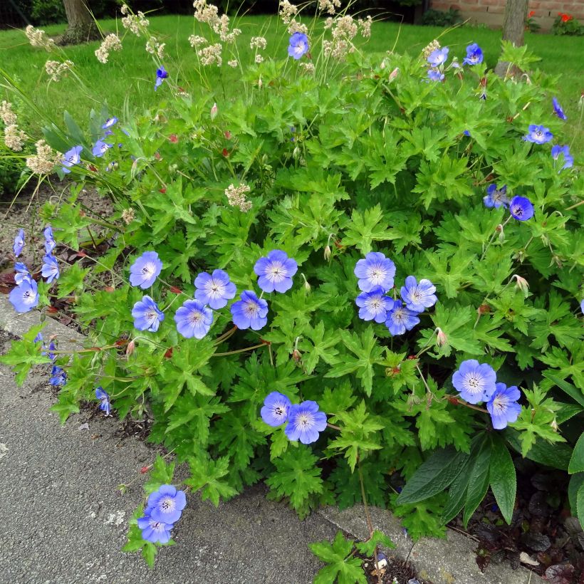 Storchschnabel Rozanne - Geranium (Laub)