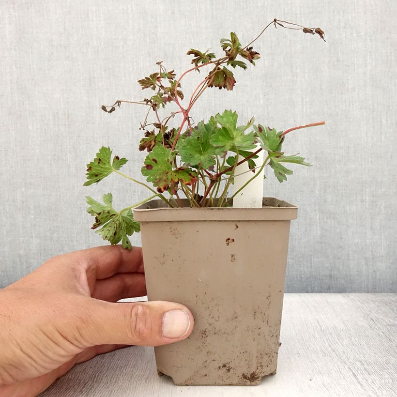 Exemplar von Storchschnabel Rozanne - Geranium Topf 12 cm / 13 cm wie im Sommer geliefert