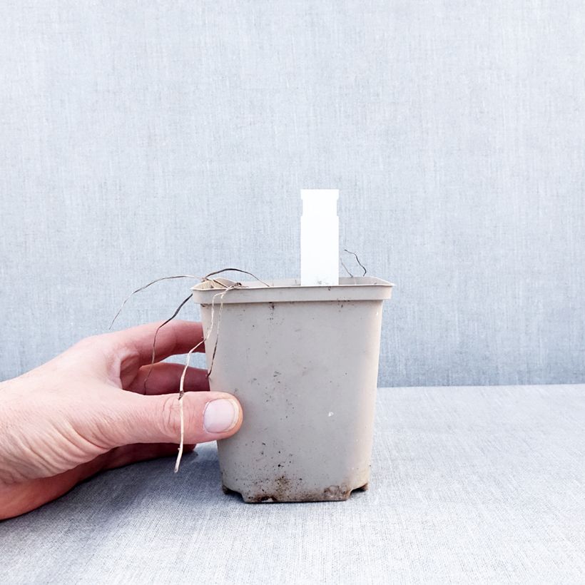 Exemplar von Storchschnabel Rozanne - Geranium Topf 12 cm / 13 cm wie im Winter geliefert