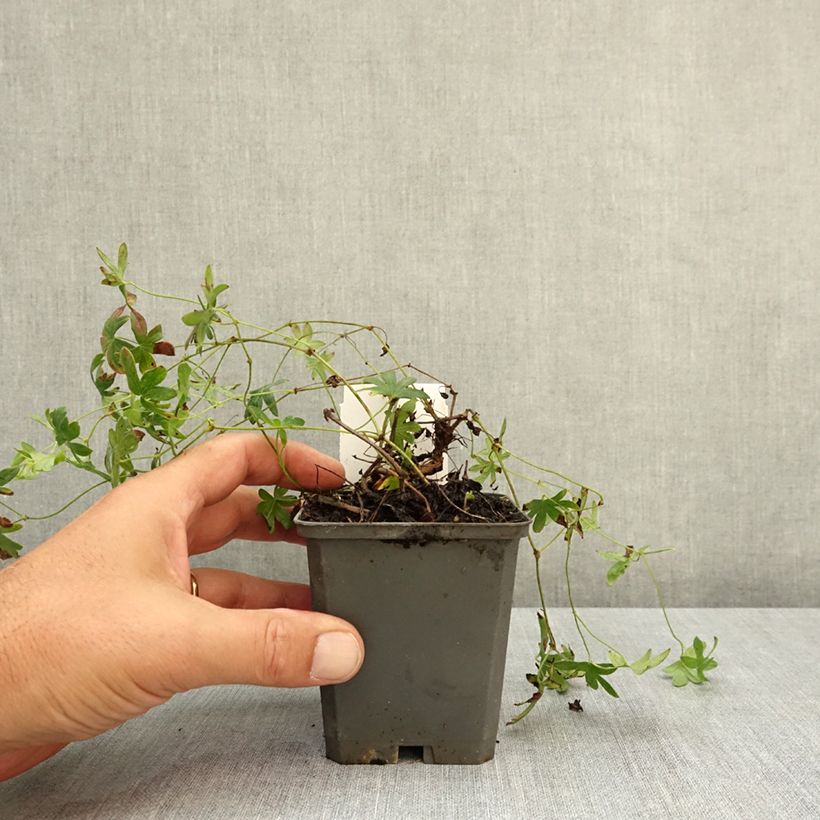 Exemplar von Geranium sanguineum Ankum's Pride - Blutstorchschnabel Kleine Töpfe von 8/9 cm wie im Sommer geliefert