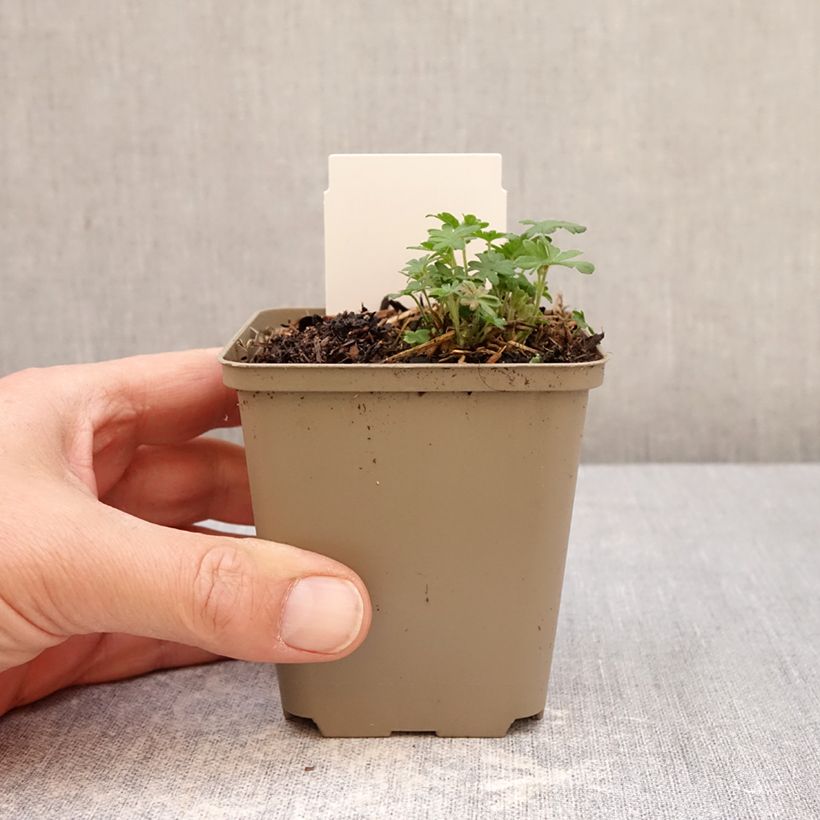 Exemplar von Geranium sanguineum Ankum's Pride - Blutstorchschnabel Kleine Töpfe von 8/9 cm wie im Frühjahr geliefert