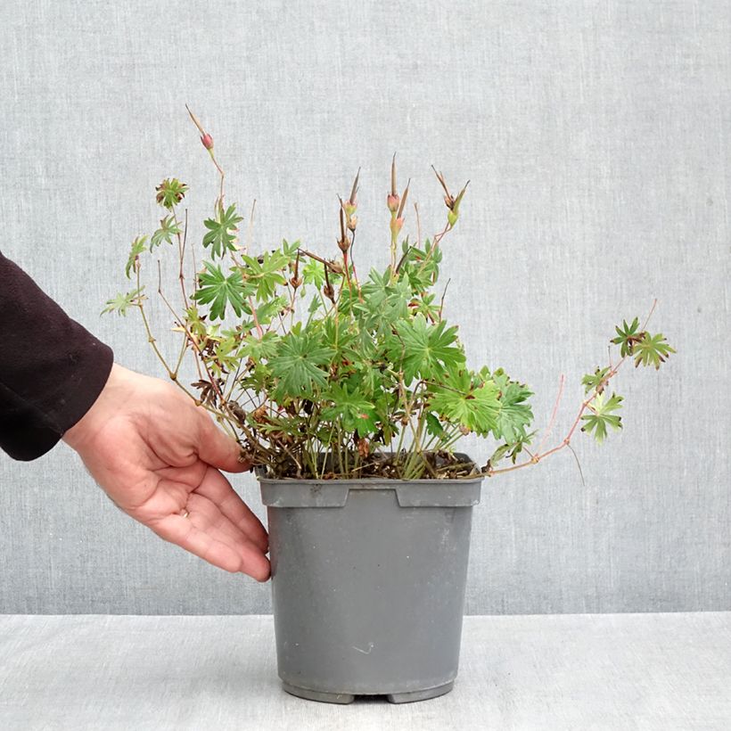 Exemplar von Geranium sanguineum Ankum's Pride - Blutstorchschnabel Topf mit 2L/3L wie im Herbst geliefert