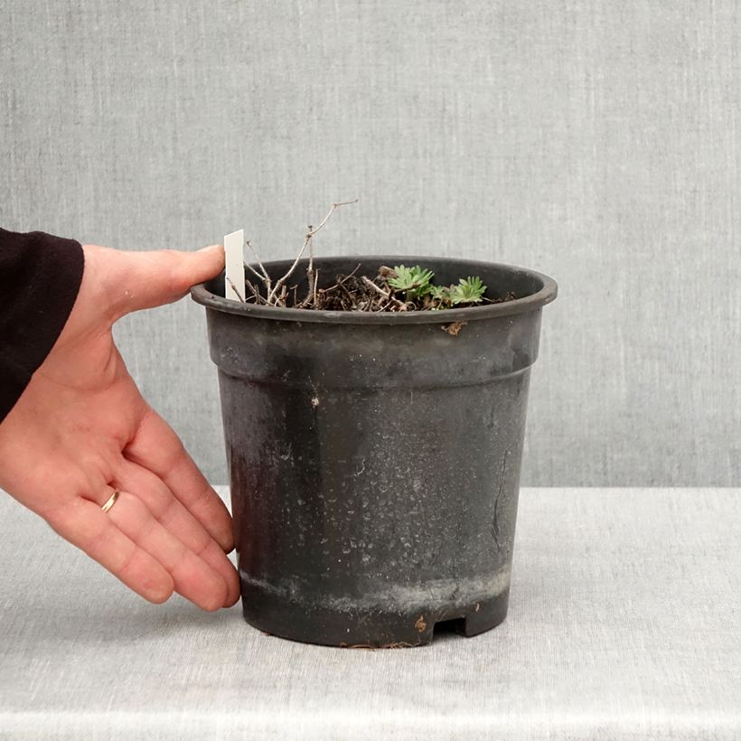 Exemplar von Geranium sanguineum Ankum's Pride - Blutstorchschnabel Topf mit 2L/3L wie im Frühjahr geliefert