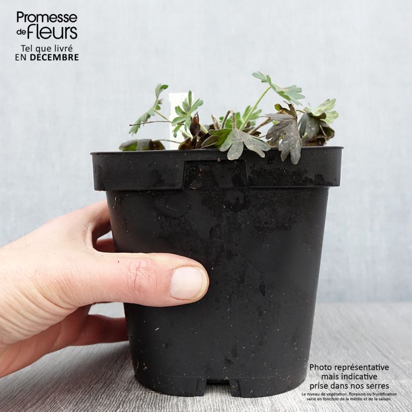 Exemplar von Geranium sanguineum Album - Blutstorchschnabel Topf mit 1,5L/2L wie im Herbst geliefert