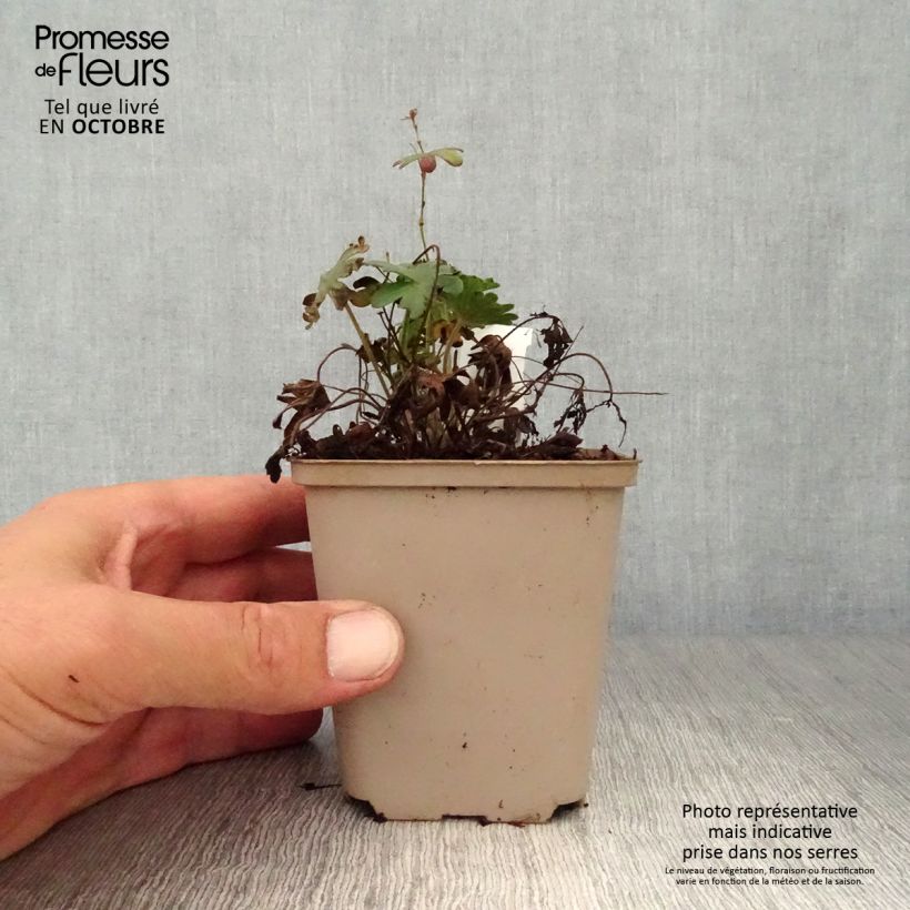 Exemplar von Geranium sanguineum Elsbeth - Blutstorchschnabel Kleine Töpfe von 8/9 cm wie im Herbst geliefert