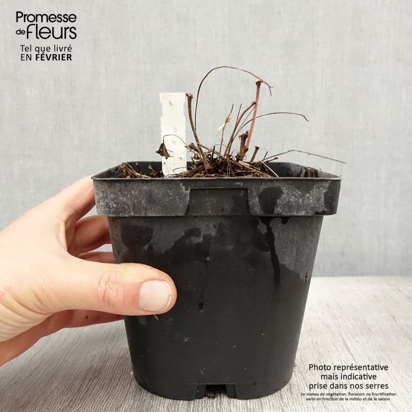 Exemplar von Geranium sanguineum Topf mit 2L/3L wie im Winter geliefert