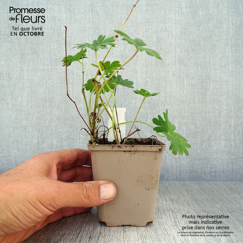 Exemplar von Geranium sanguineum Hannelore - Blutstorchschnabel Kleine Töpfe von 8/9 cm wie im Herbst geliefert