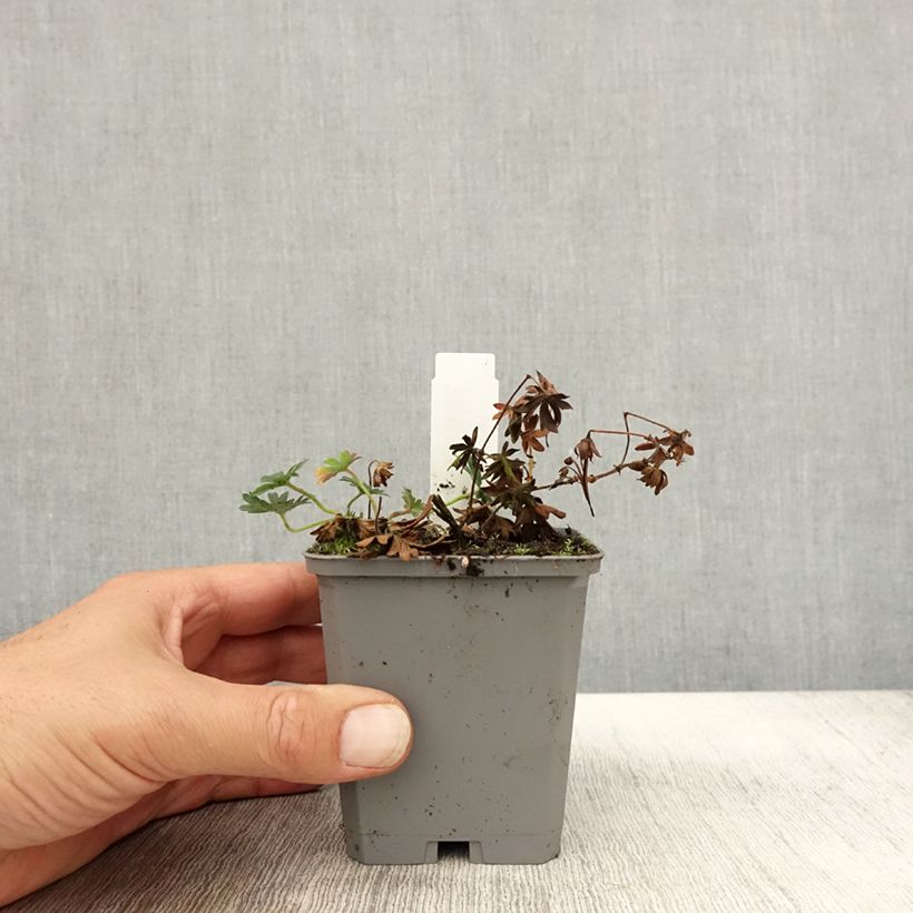 Exemplar von Geranium sanguineum Max Frei - Blutstorchschnabel Kleine Töpfe von 8/9 cm wie im Herbst geliefert