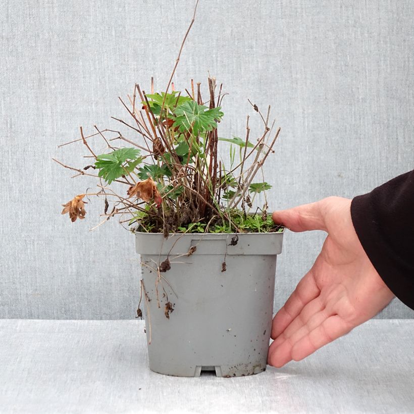 Exemplar von Geranium sanguineum Topf mit 2L/3L wie im Herbst geliefert