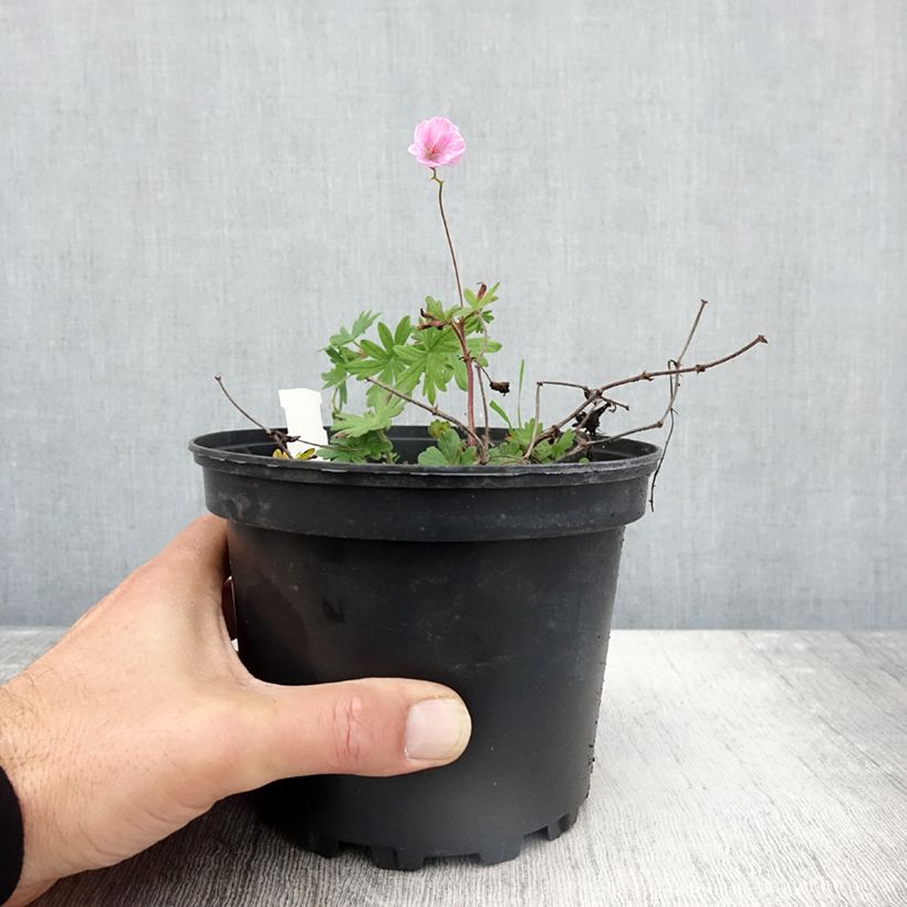 Exemplar von Geranium sanguineum var. striatum - Blutstorchschnabel Topf mit 2L/3L wie im Herbst geliefert