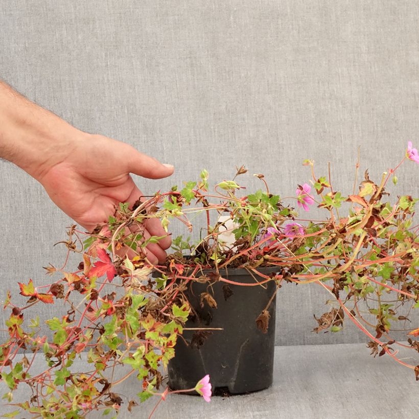 Exemplar von Storchschnabel Silvias Surprise - Geranium Topf mit 1,5L/2L wie im Sommer geliefert