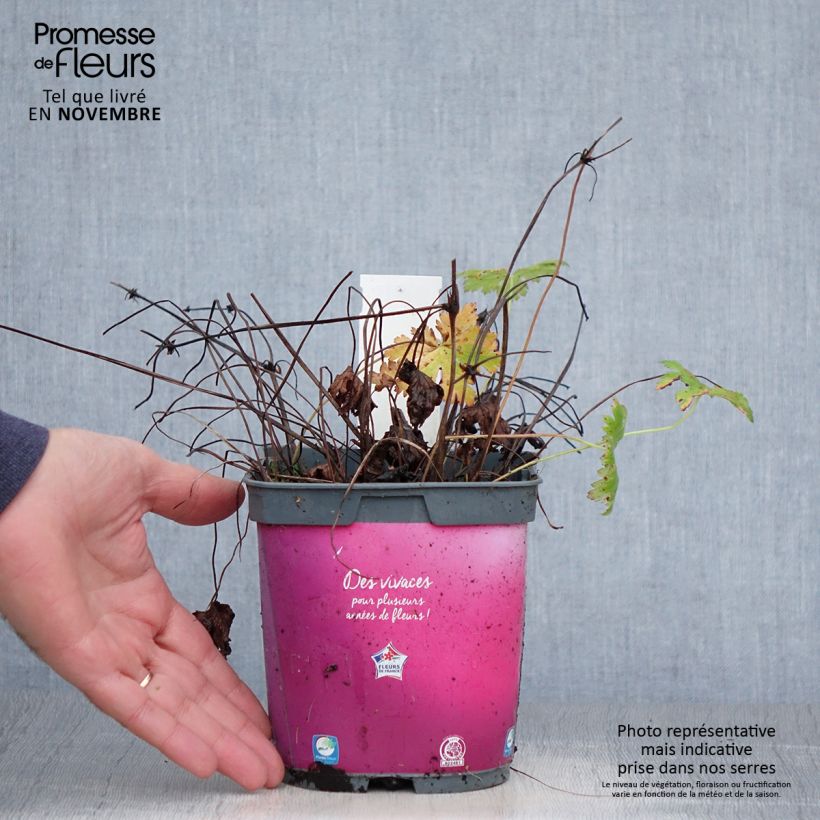 Exemplar von Storchschnabel Sirak - Geranium Topf mit 2L/3L wie im Herbst geliefert