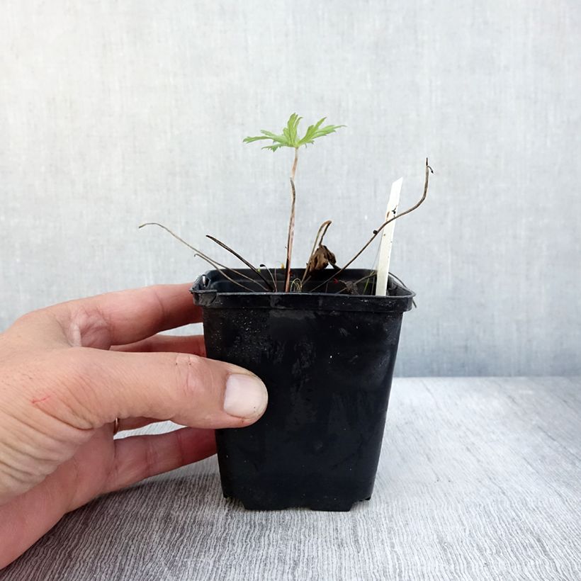 Exemplar von Geranium pratense Spinners - Wiesen-Storchschnabel Kleine Töpfe von 8/9 cm wie im Herbst geliefert