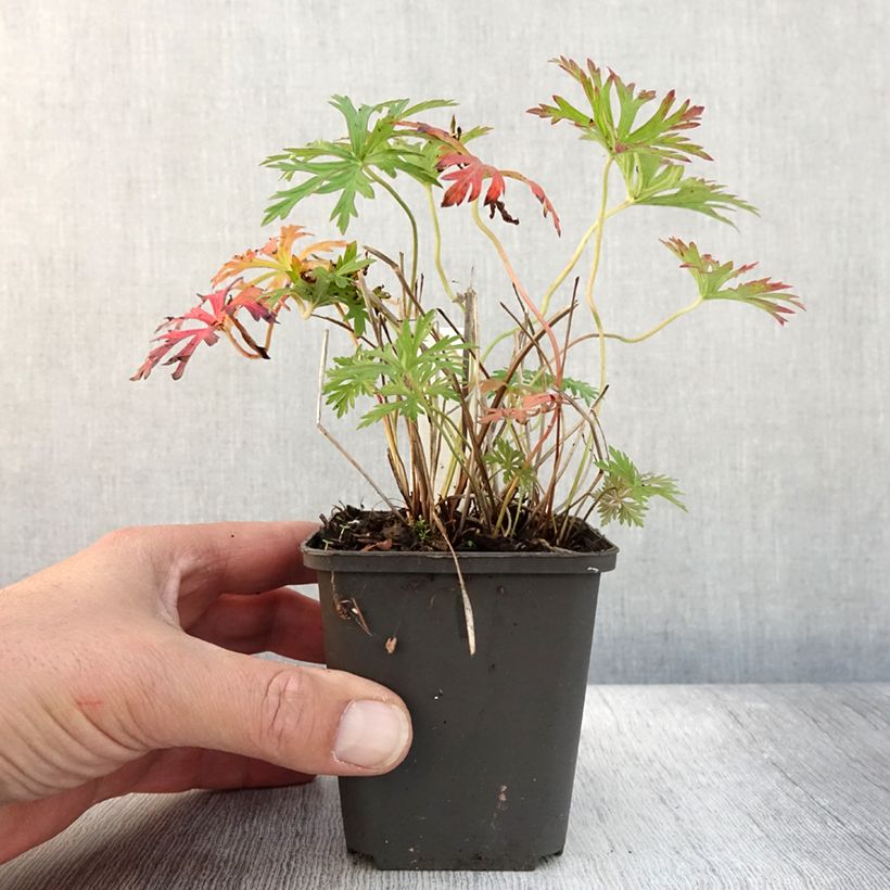 Exemplar von Geranium soboliferum Starman - Storchschnabel Kleine Töpfe von 8/9 cm wie im Herbst geliefert