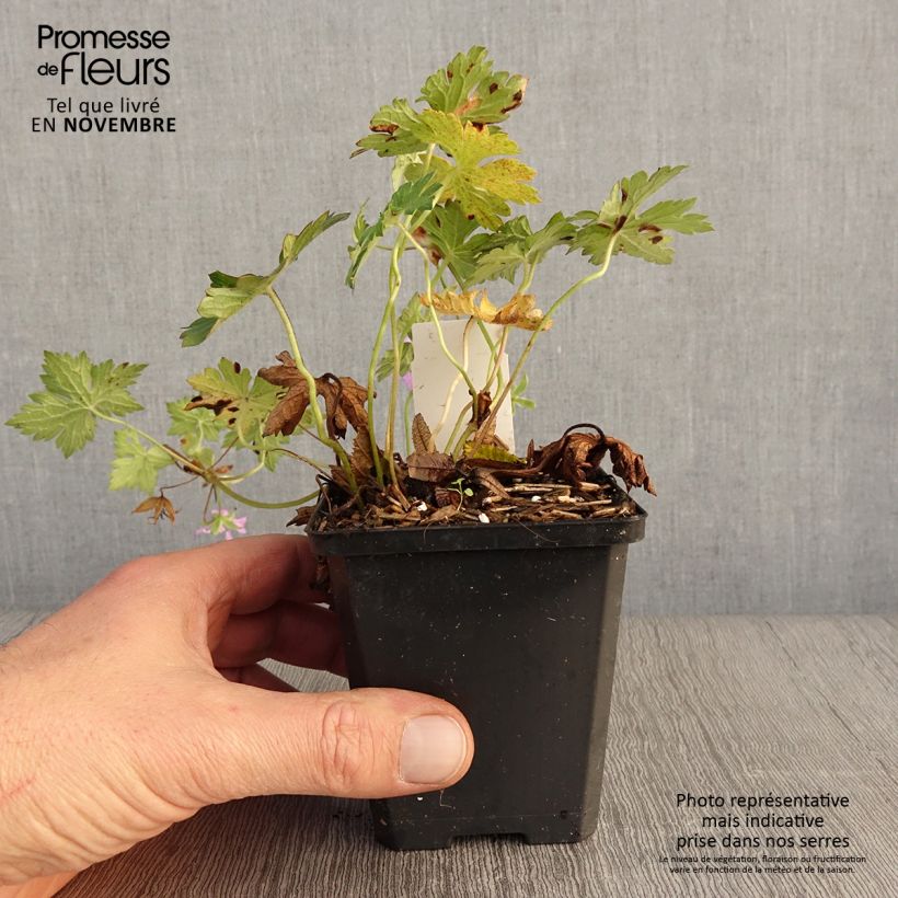 Exemplar von Storchschnabel Sweet Heidi - Geranium Kleine Töpfe von 8/9 cm wie im Herbst geliefert