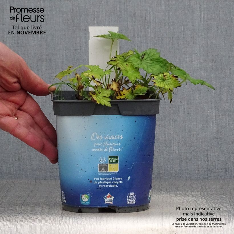 Exemplar von Storchschnabel Sweet Heidi - Geranium Topf mit 2L/3L wie im Herbst geliefert