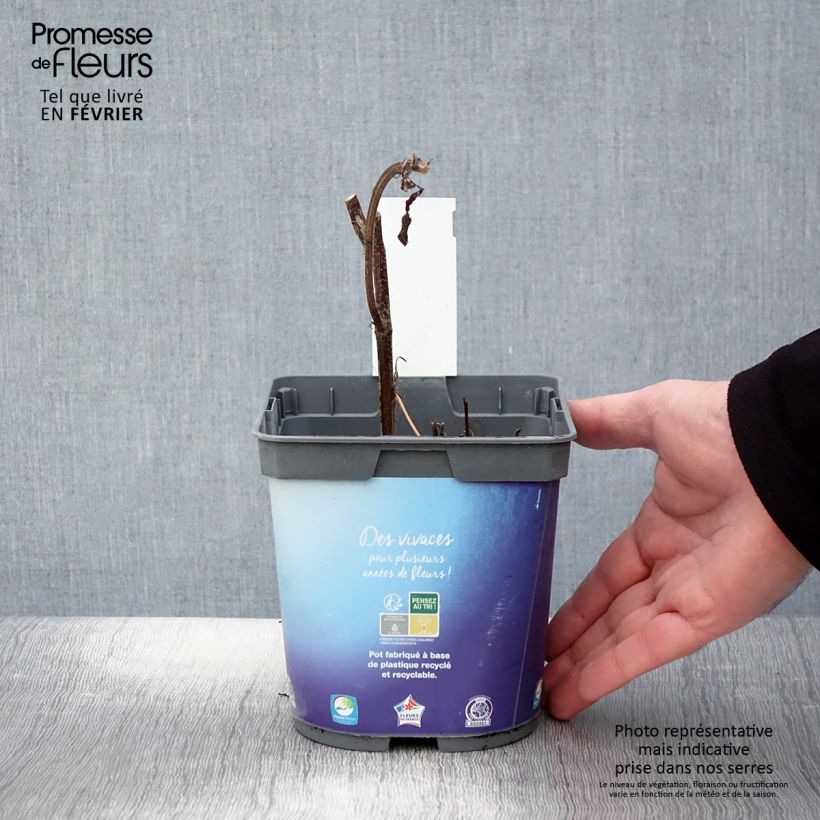 Exemplar von Storchschnabel Sweet Heidi - Geranium Topf mit 2L/3L wie im Winter geliefert