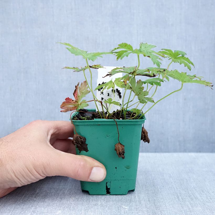 Exemplar von Geranium sylvaticum May Flower - Wald-Storchschnabel Kleine Töpfe von 8/9 cm wie im Herbst geliefert