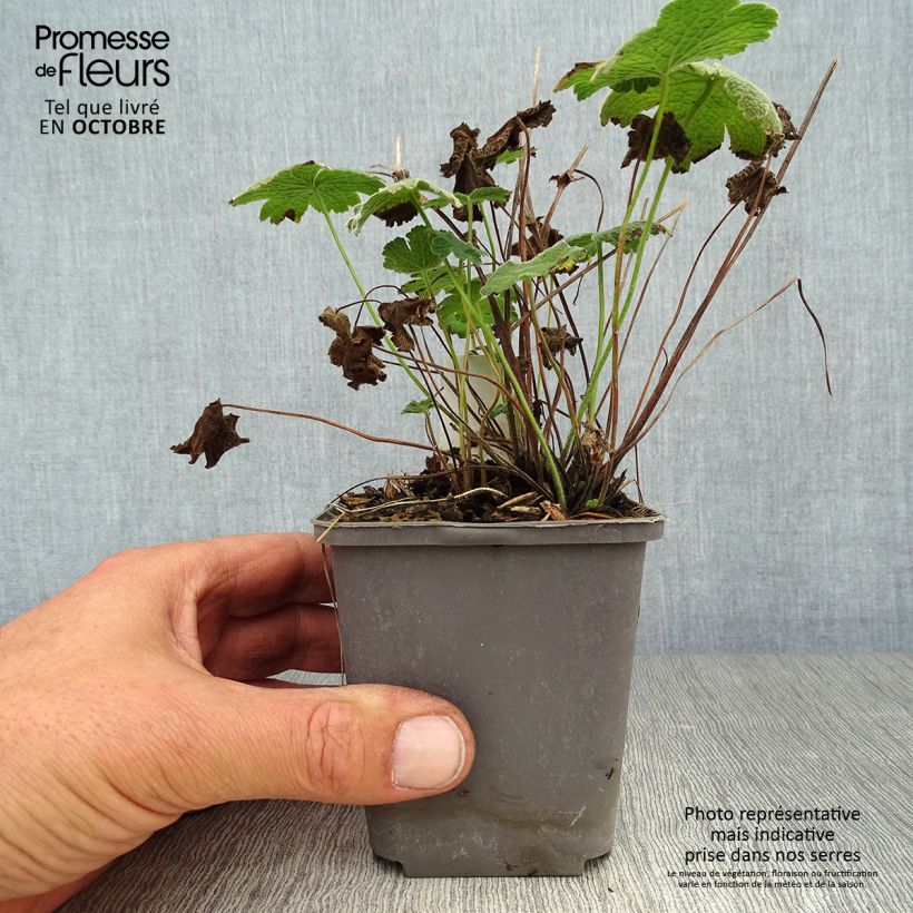 Exemplar von Storchschnabel Terre Franche - Geranium Kleine Töpfe von 8/9 cm wie im Herbst geliefert