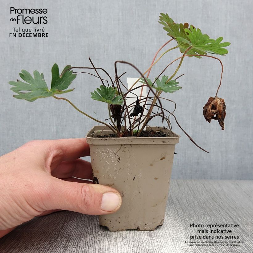 Exemplar von Storchschnabel Tiny Monster - Geranium Kleine Töpfe von 8/9 cm wie im Herbst geliefert