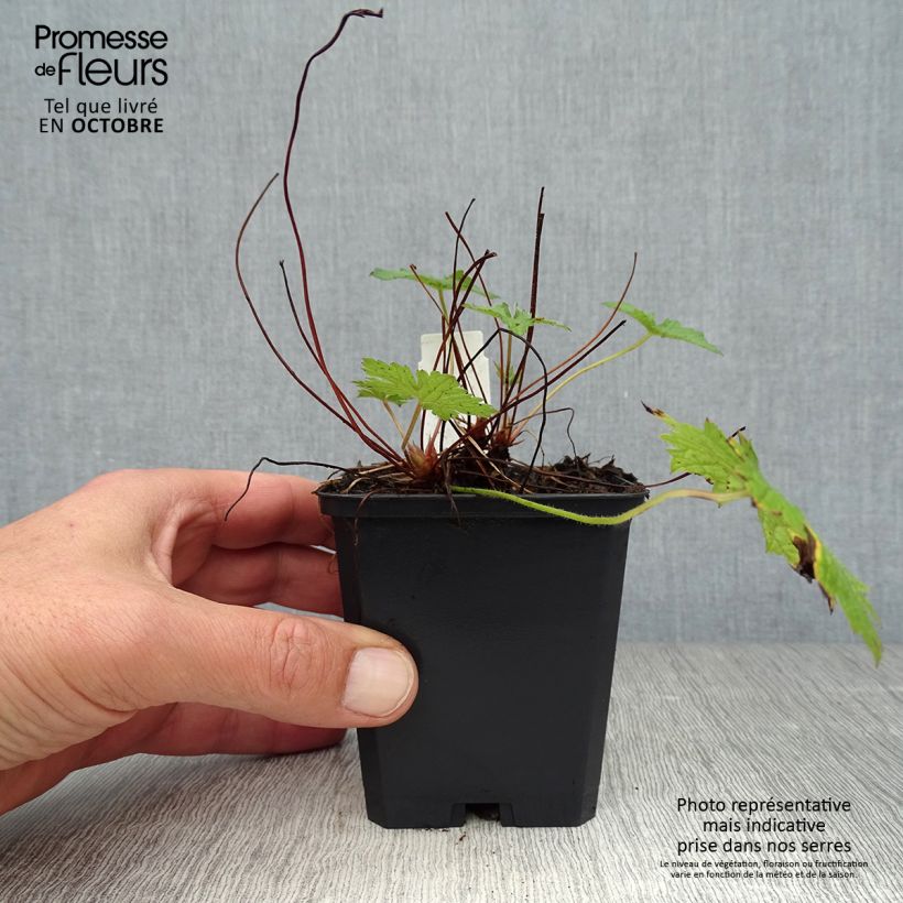 Exemplar von Geranium versicolor - Storchschnabel Kleine Töpfe von 8/9 cm wie im Herbst geliefert