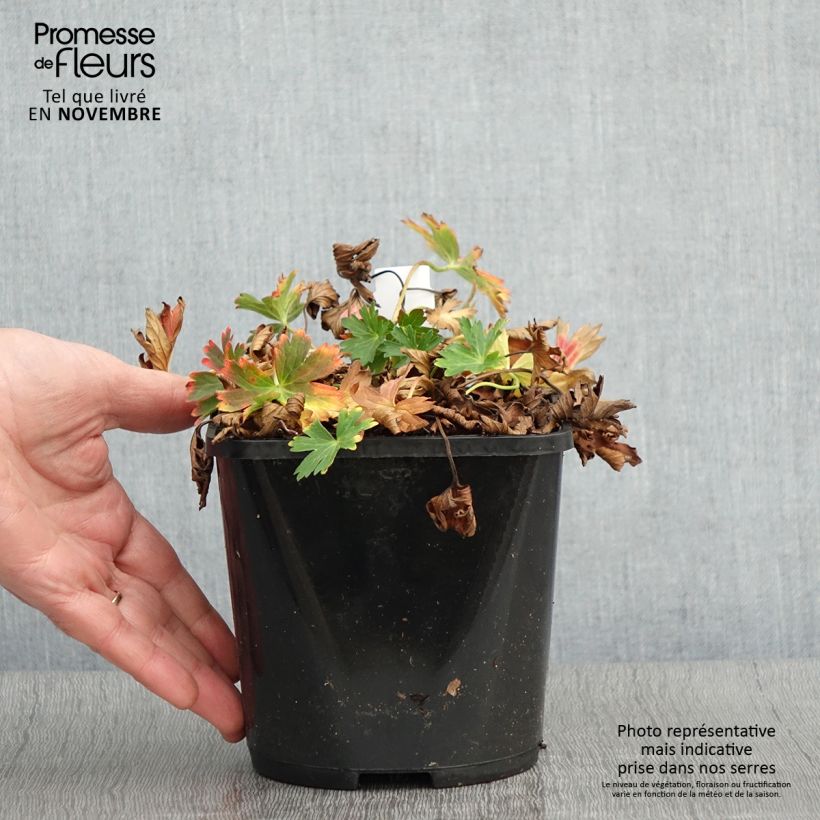 Exemplar von Geranium yoshinoi Confetti - Storchschnabel Topf mit 1,5L/2L wie im Herbst geliefert