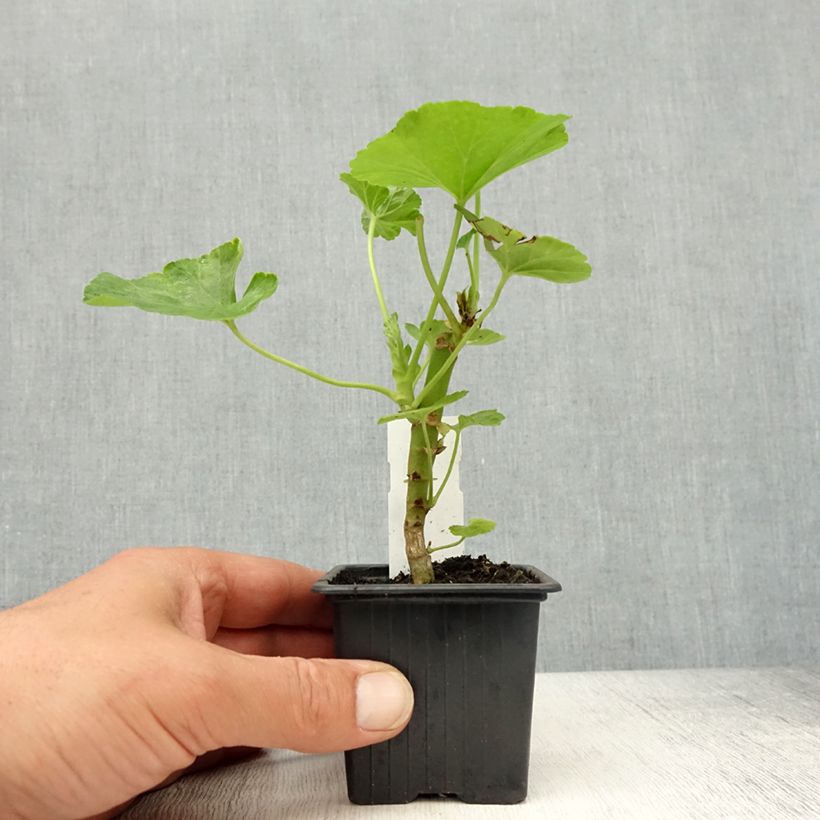 Exemplar von Zonal-Pelargonie Appleblossom - Pelargonium Kleine Töpfe von 7/8 cm wie im Frühjahr geliefert