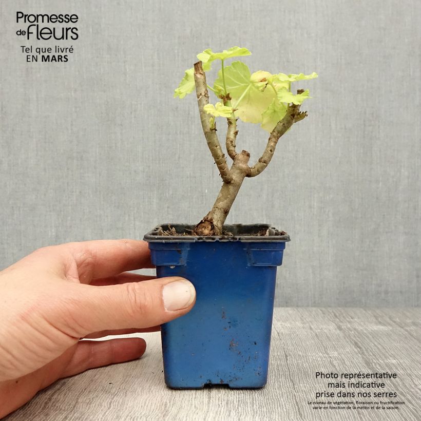 Exemplar von Zonal-Pelargonie Fantaisy Crystal Palace Gem - Pelargonium Kleine Töpfe von 7/8 cm wie im Frühjahr geliefert