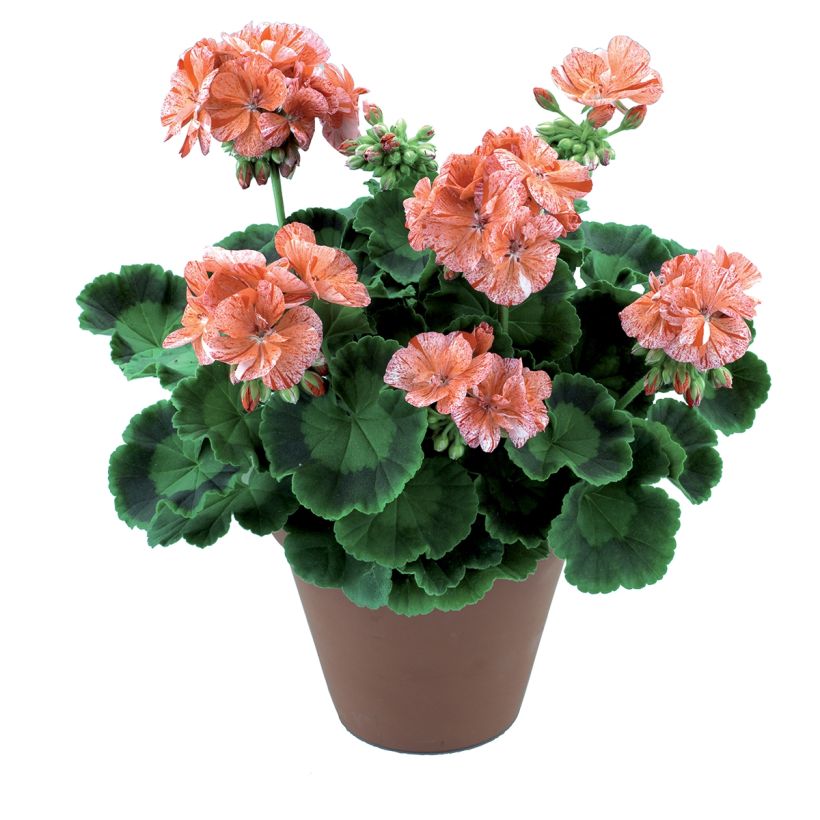 Zonal-Pelargonie Flic Flac Red Nova - Pelargonium (Hafen)