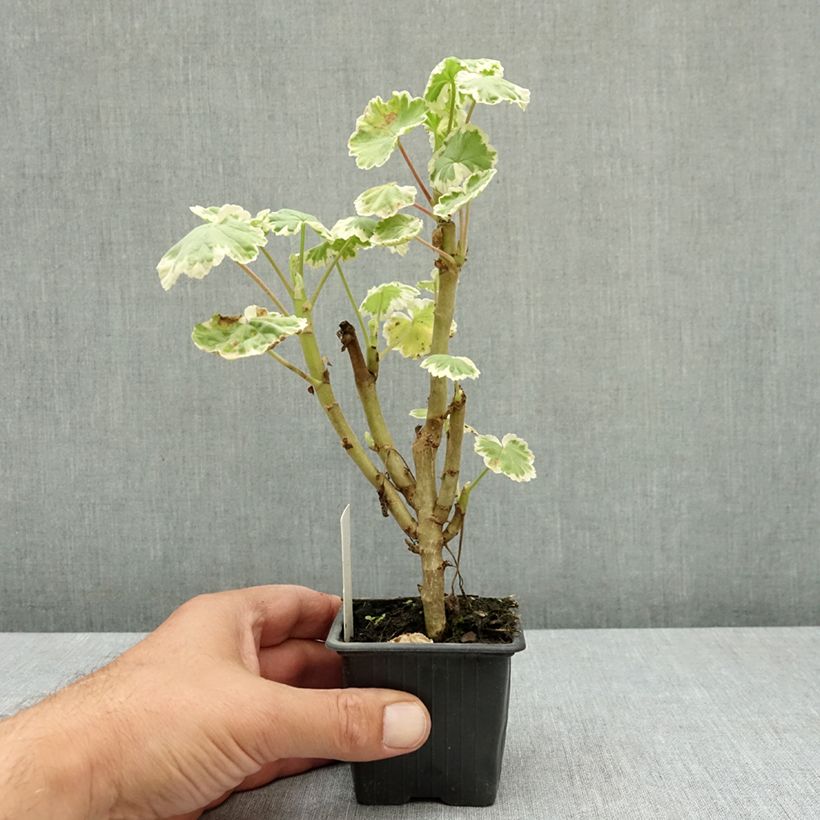 Exemplar von Zonal-Pelargonie Mme Salleron - Pelargonium Kleine Töpfe von 7/8 cm wie im Sommer geliefert
