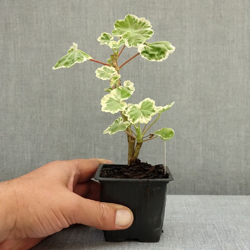 Exemplar von Zonal-Pelargonie Mme Salleron - Pelargonium Kleine Töpfe von 7/8 cm wie im Frühjahr geliefert
