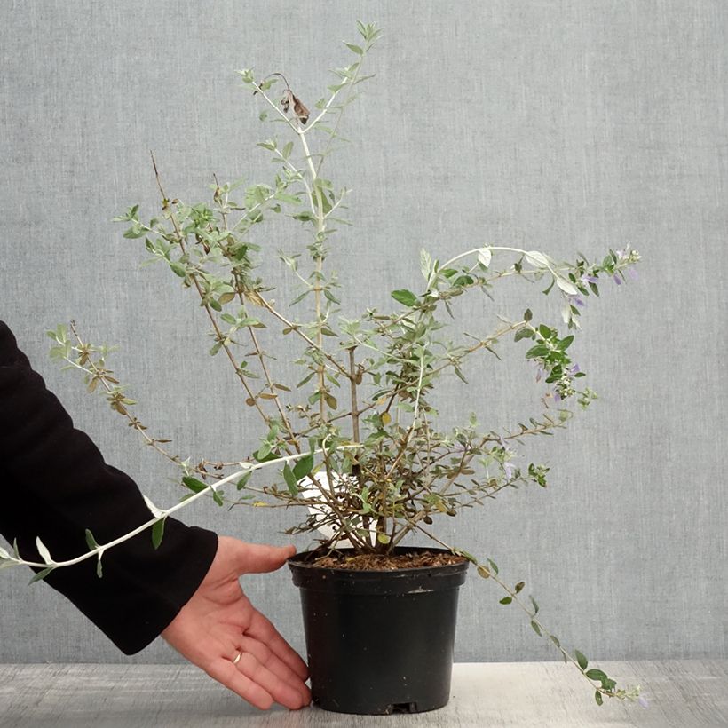 Exemplar von Teucrium fruticans - Strauchiger Gamander Topf mit 2L/3L wie im Frühjahr geliefert