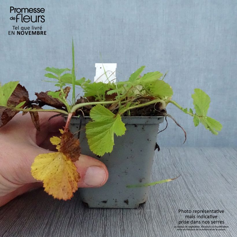 Exemplar von Geum Bell Bank - Nelkenwurz Kleine Töpfe von 8/9 cm wie im Herbst geliefert