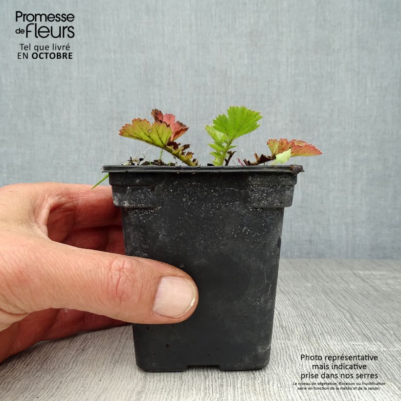 Exemplar von Geum chiloense Lady Stratheden - Chilenische Nelkenwurz Kleine Töpfe von 7/8 cm wie im Herbst geliefert