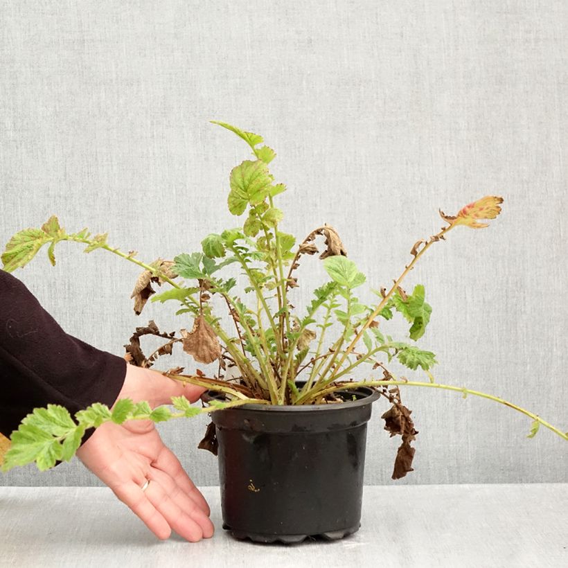 Exemplar von Geum chiloense Mrs Bradshaw - Chilenische Nelkenwurz Topf mit 2L/3L wie im Herbst geliefert