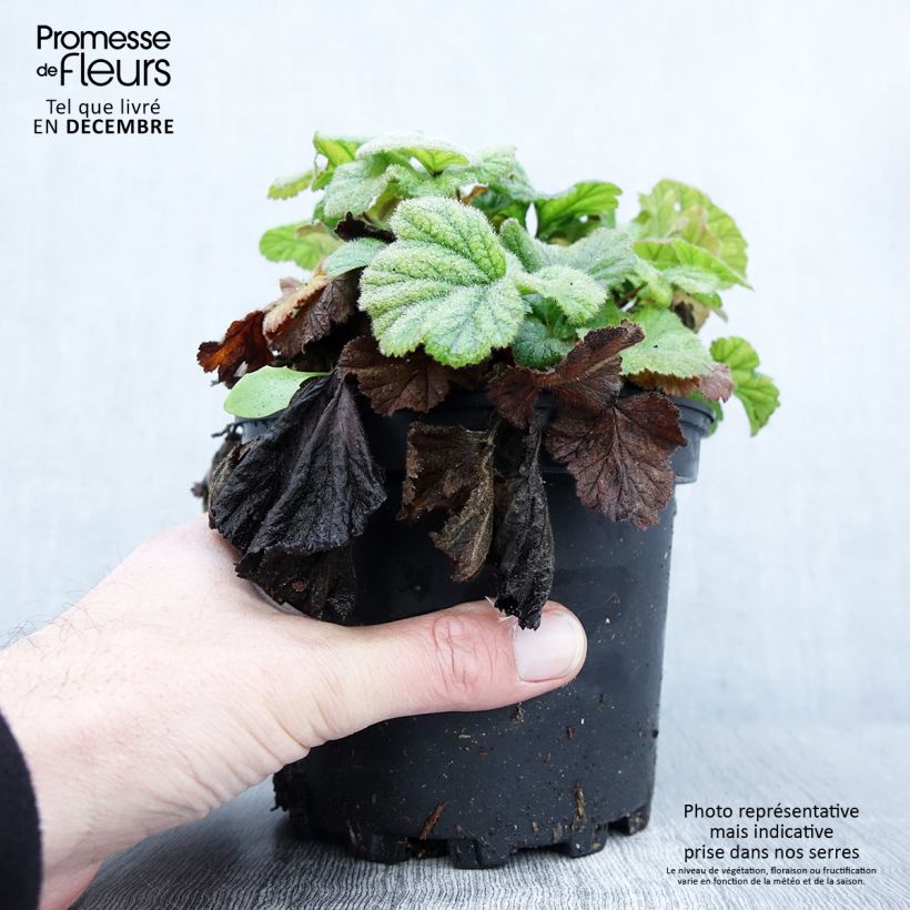 Exemplar von Geum coccineum Borisii - Scharlachrote Nelkenwurz Topf mit 2L/3L wie im Herbst geliefert