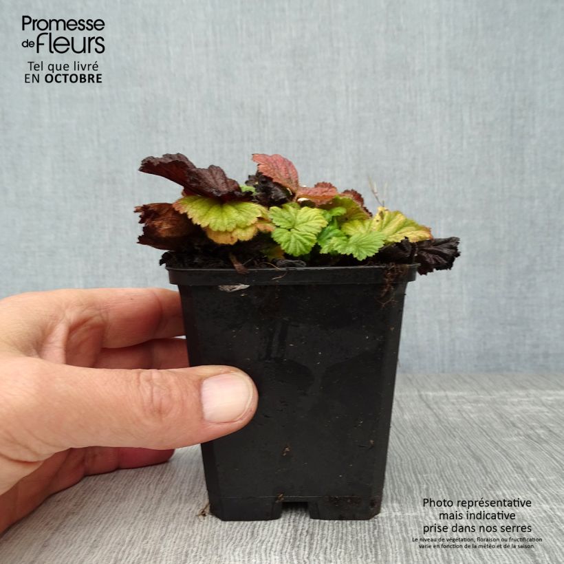 Exemplar von Geum coccineum Borisii - Scharlachrote Nelkenwurz Kleine Töpfe von 8/9 cm wie im Herbst geliefert