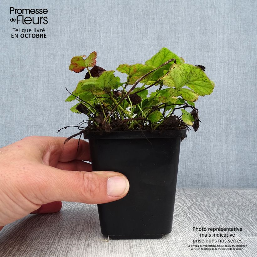 Exemplar von Geum coccineum Koi - Scharlachrote Nelkenwurz Kleine Töpfe von 8/9 cm wie im Herbst geliefert
