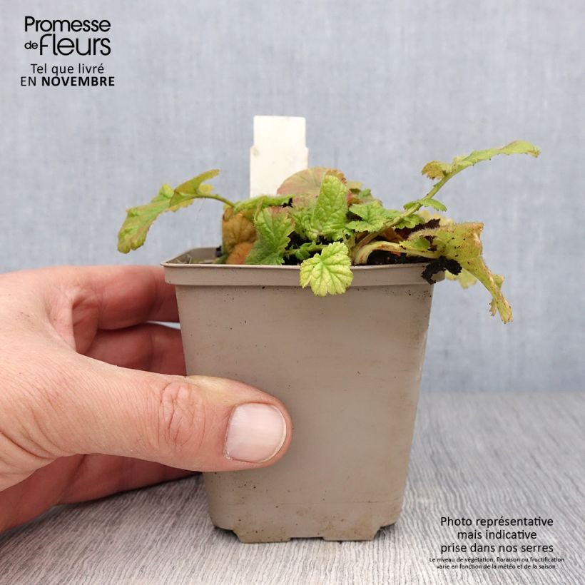 Exemplar von Geum coccineum Werner Arends - Scharlachrote Nelkenwurz Kleine Töpfe von 8/9 cm wie im Herbst geliefert