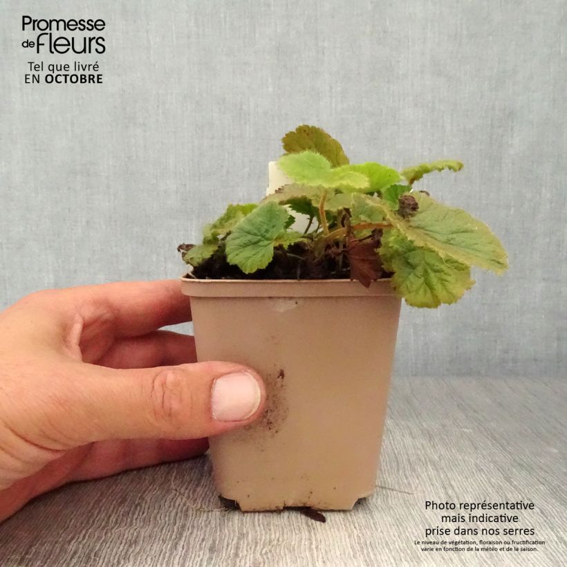 Exemplar von Geum coccineum Cocktail Sea Breeze - Scharlachrote Nelkenwurz Kleine Töpfe von 8/9 cm wie im Herbst geliefert