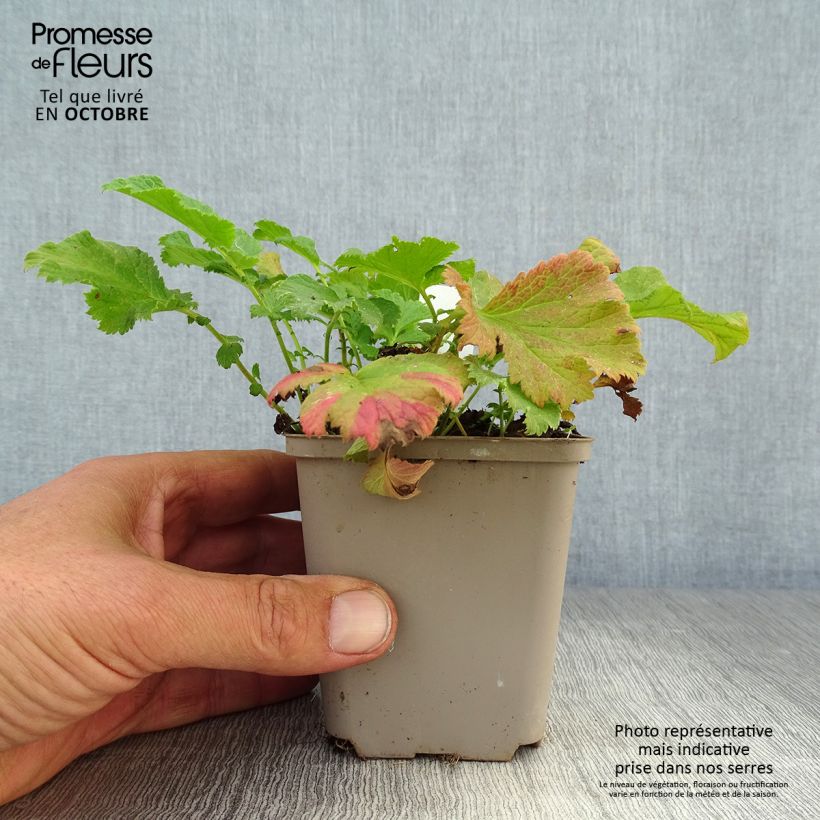 Exemplar von Geum coccineum Cocktail Wet Kiss - Scharlachrote Nelkenwurz Kleine Töpfe von 8/9 cm wie im Herbst geliefert
