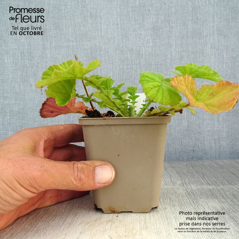 Exemplar von Geum Coral Tempest - Nelkenwurz Kleine Töpfe von 8/9 cm wie im Herbst geliefert