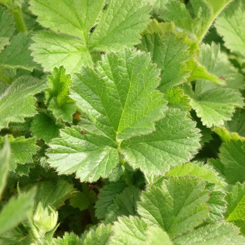 Geum Coral Tempest - Nelkenwurz (Laub)
