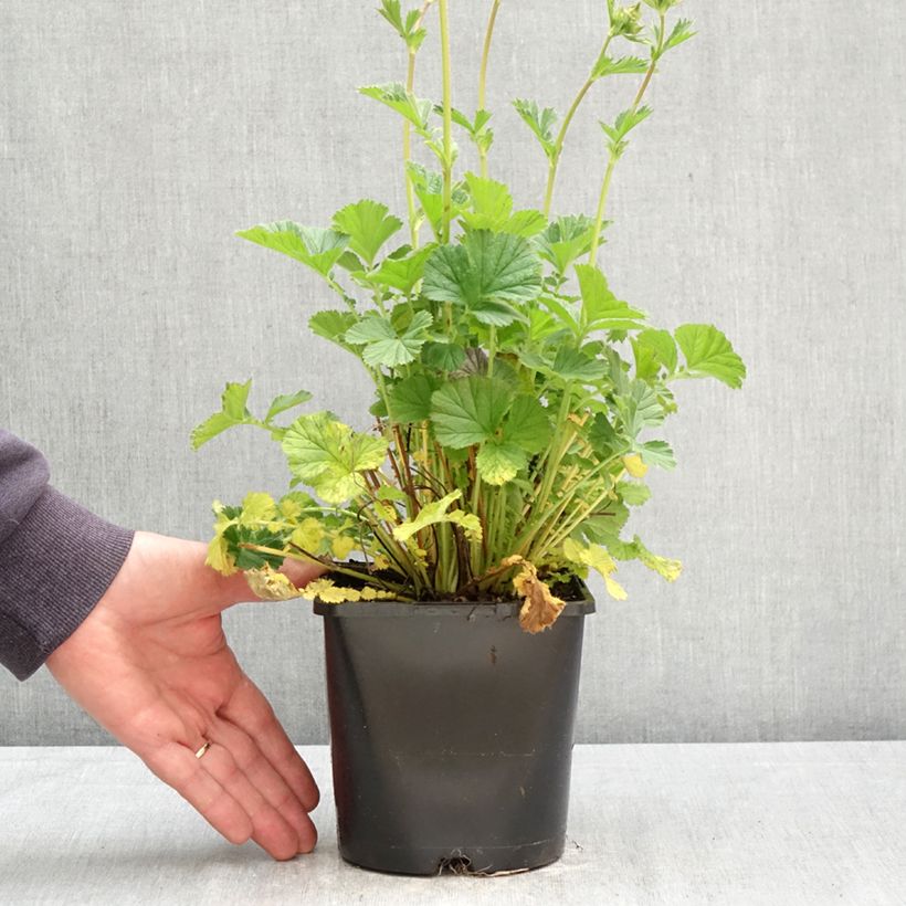 Exemplar von Geum Coral Tempest - Nelkenwurz Topf mit 2L/3L wie im Frühjahr geliefert