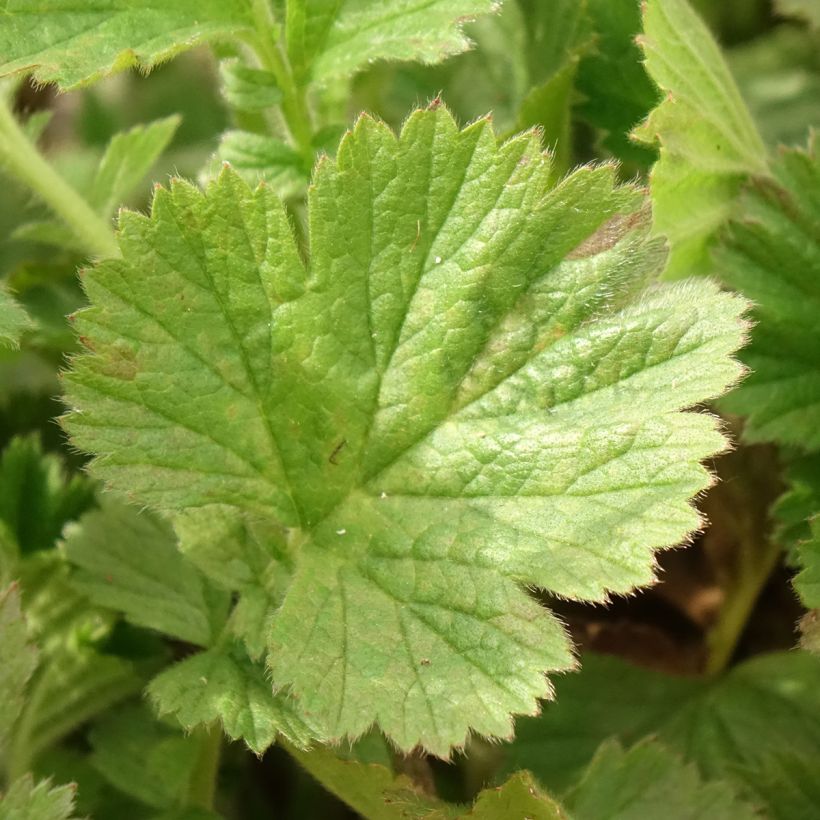 Geum Fiery Tempest - Nelkenwurz (Laub)