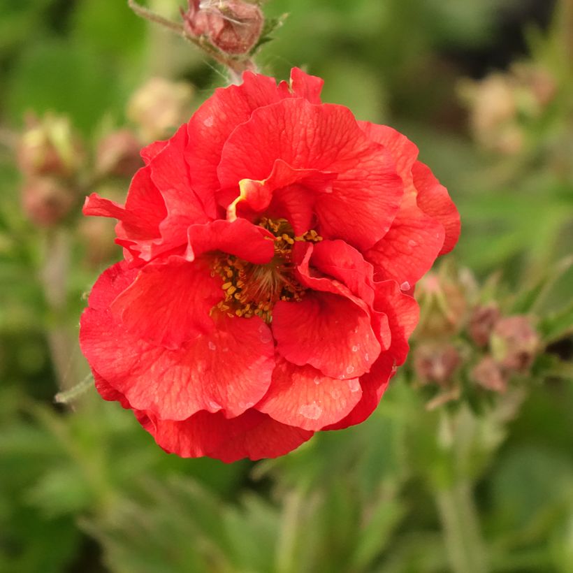 Geum Fiery Tempest - Nelkenwurz (Blüte)
