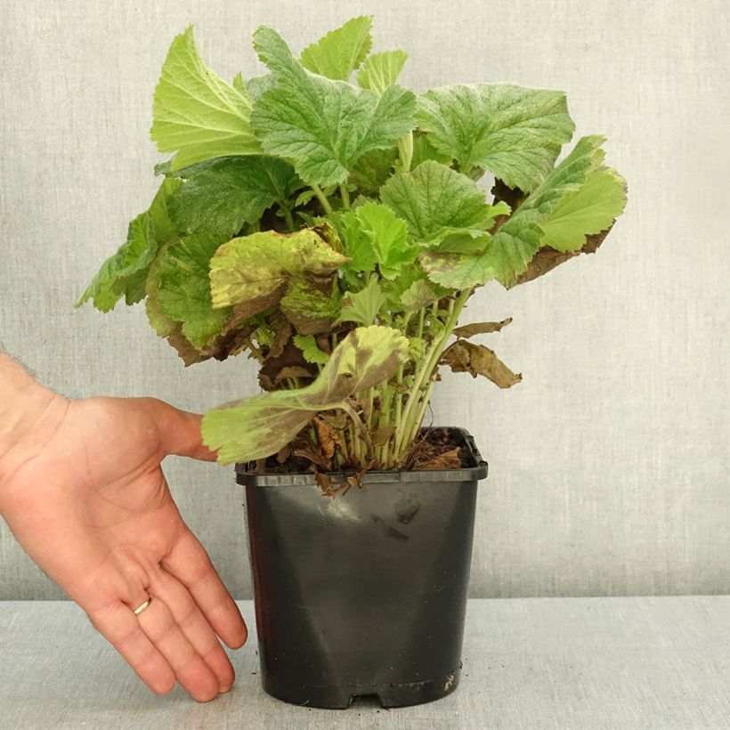 Exemplar von Geum Fiery Tempest - Nelkenwurz Topf mit 2L/3L wie im Herbst geliefert