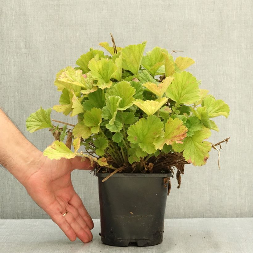 Exemplar von Geum Fiery Tempest - Nelkenwurz Topf mit 2L/3L wie im Sommer geliefert