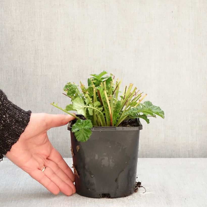 Exemplar von Geum Fiery Tempest - Nelkenwurz Topf mit 2L/3L wie im Winter geliefert