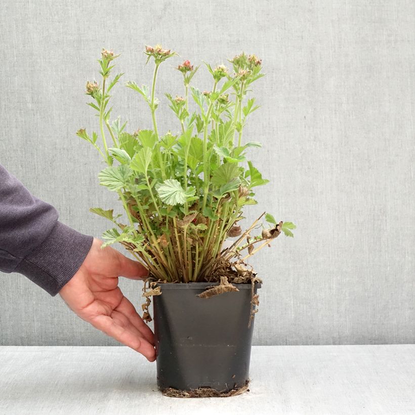 Exemplar von Geum Fiery Tempest - Nelkenwurz Topf mit 2L/3L wie im Frühjahr geliefert